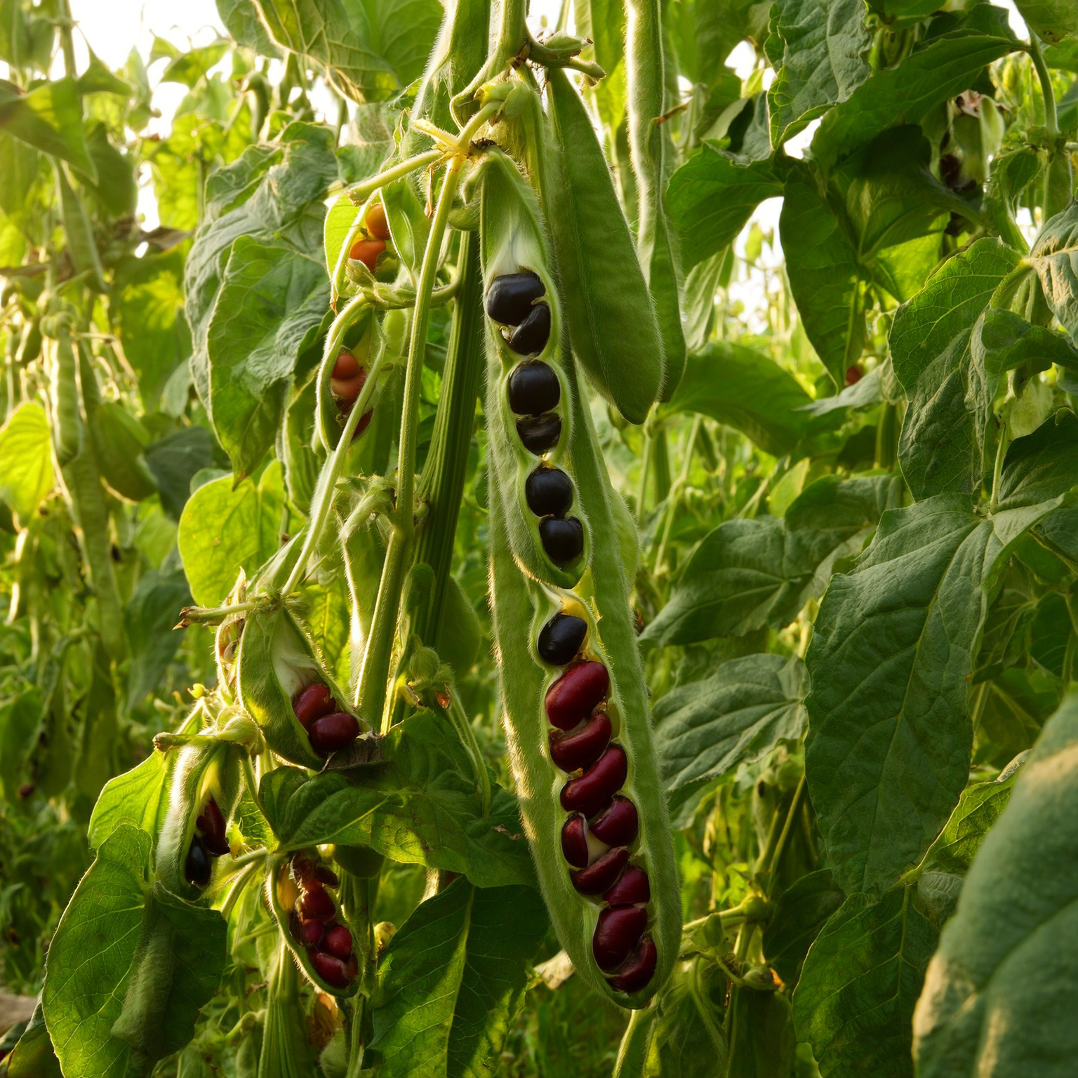 Beans