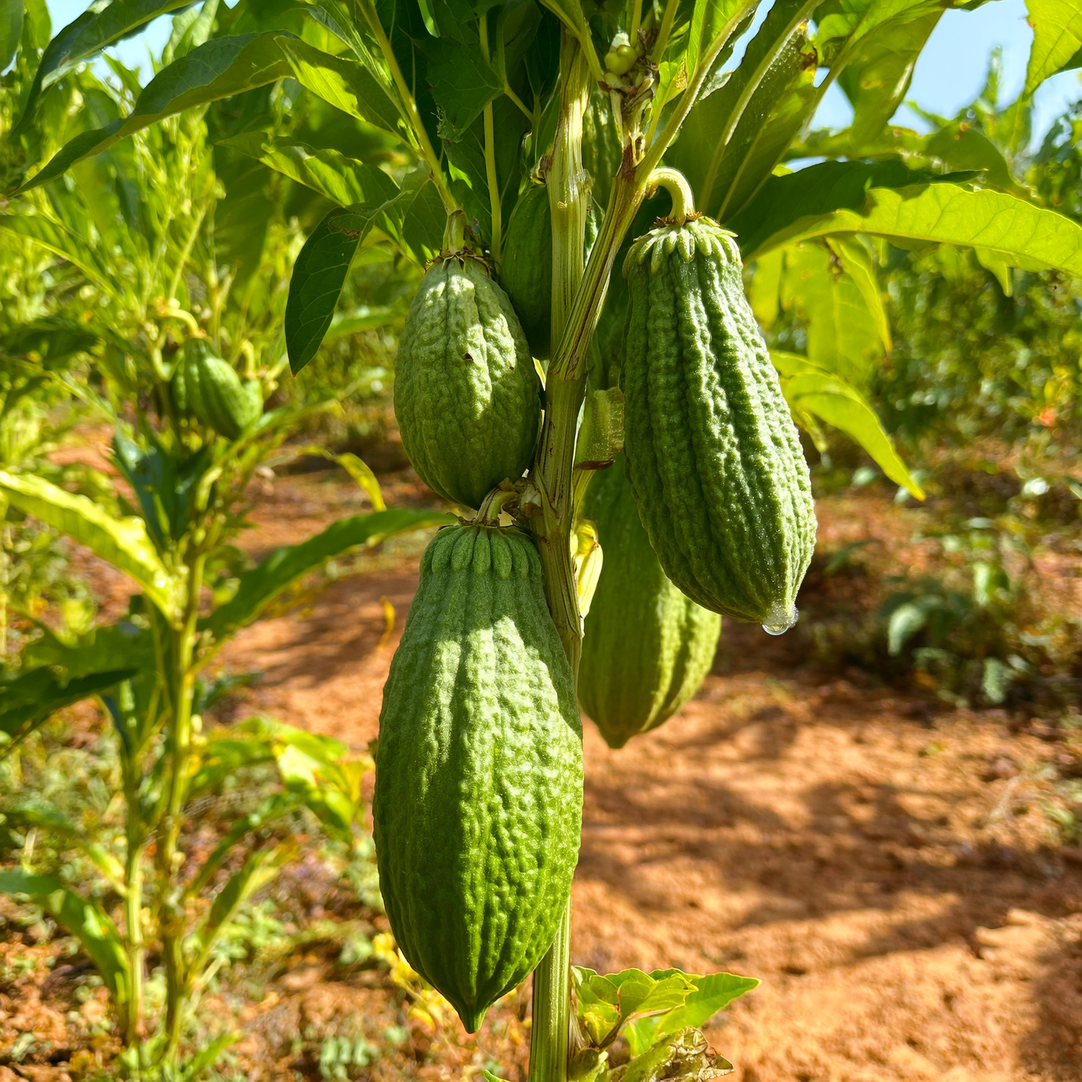 Cardamom