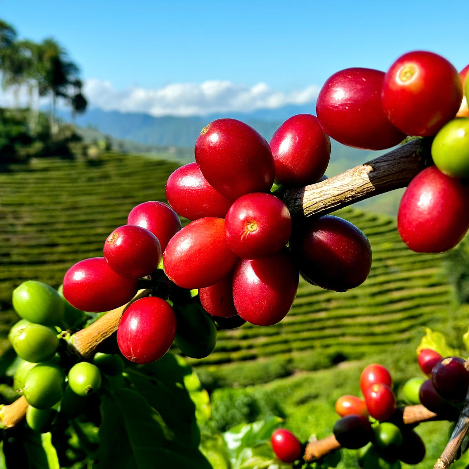 Coffee