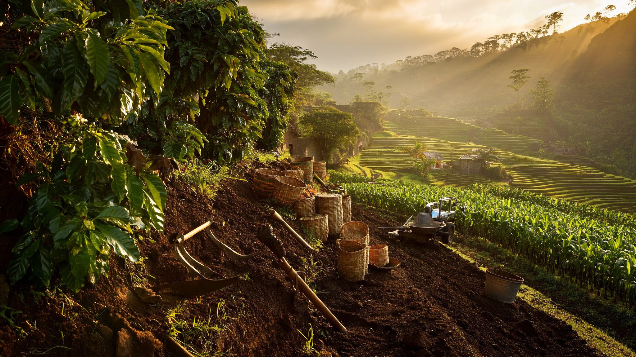 Guatemalan agricultural landscape with crops and volcanic mountains