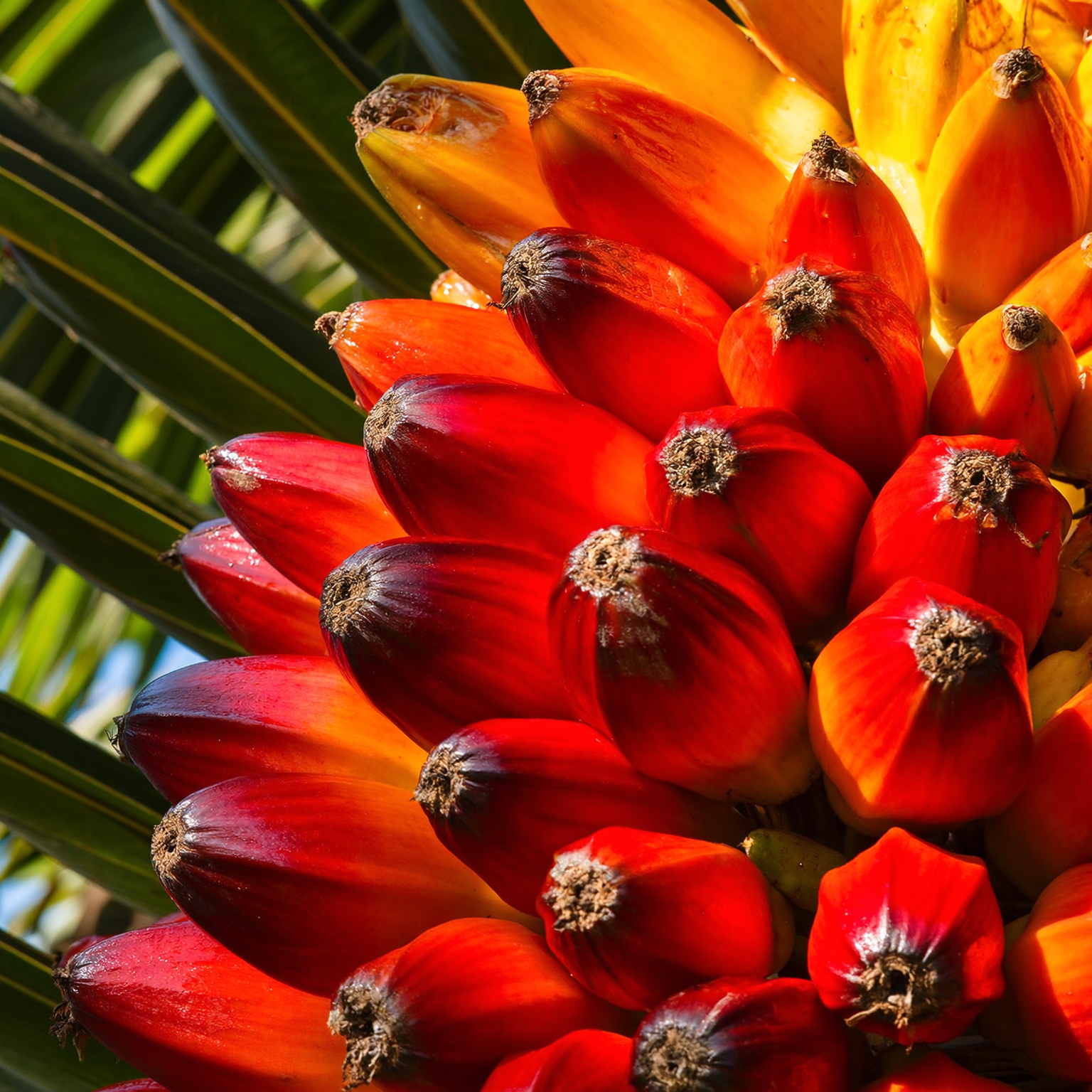 African palm